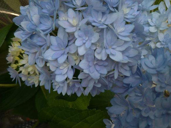 ごきげんよう 青 切り枝1本 紫陽花 2枚目の画像