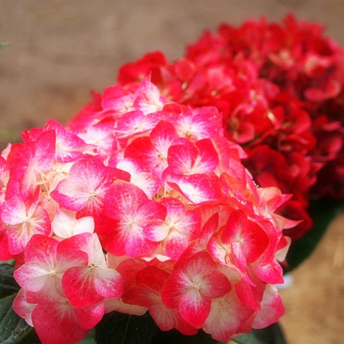 白寿紅 紫陽花 一株 小苗 その他素材 あんこ 発送まで1週間