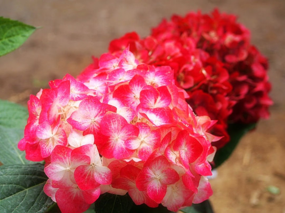 アジサイ：白寿紅（はくじゅこう）5号鉢植え の通販 | 園芸ネット