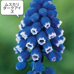 今から開花★ムスカリ　ダークアイズ　3株（小苗～芽出し）　青　ブルー 2枚目の画像
