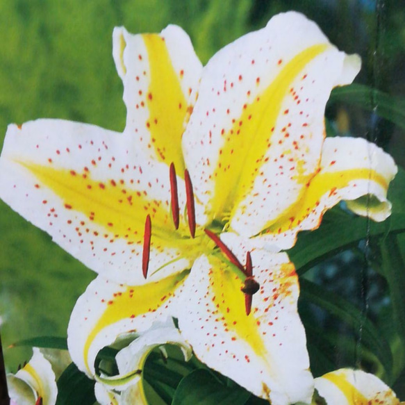 山百合 1球（球根） ヤマユリ 山ユリ 白 黄色 その他素材 あんこ 発送