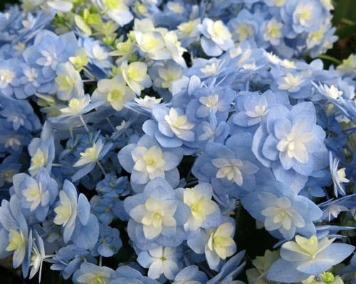 紫陽花　アフロ抜き苗１本コメントページ 紫陽花 アフロ相談ページの通販 by 味噌くん9才's shop｜ラクマ