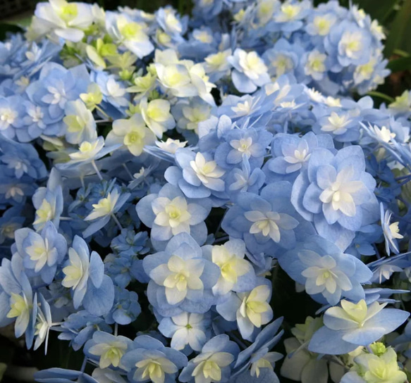 花影ページ 秋色紫陽花 
