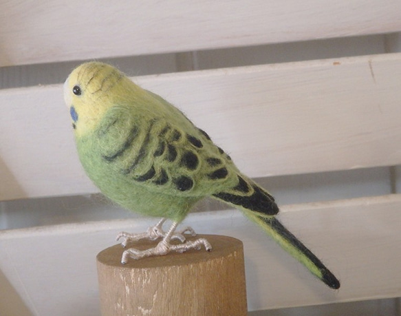 羊毛フェルトの小鳥　卓上マスコット　セキセイインコ(ノーマル)　ぽむ様ご注文品 2枚目の画像