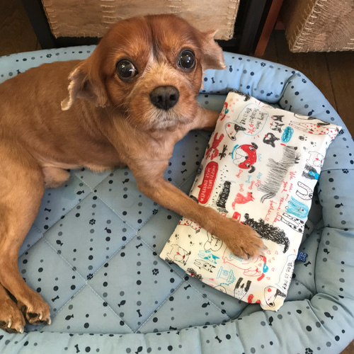 犬柄アイスノンカバー白(タオル袋付き)送料無料 雑貨・その他