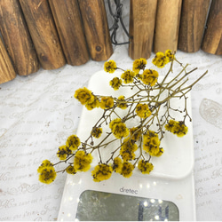 スターリンジャーイエロー小分け❣️ハンドメイド花材カラードライフラワー 2枚目の画像