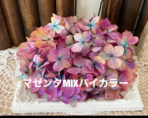 珍色バイカラーアジサイ小分け❣️ハンドメイド花材プリザーブド  