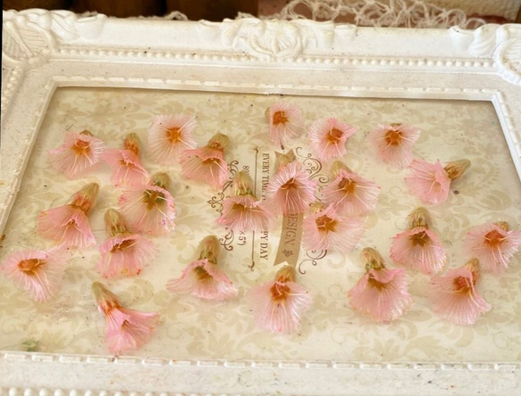 レア花材❣️スカビオーサの実ピンクパーツ販売❣️ハンドメイド花材プリザーブドフラワー 1枚目の画像