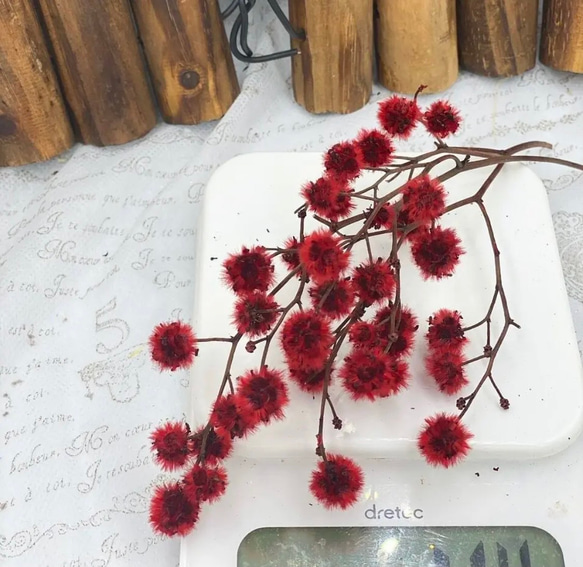 クリスマスにも❣️スターリンジャーグリーン小分け❣️ハンドメイド花材カラードライフラワー 2枚目の画像