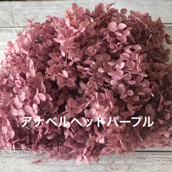大地農園アナベルヘッドパープルハーバリウム花材プリザーブドフラワー