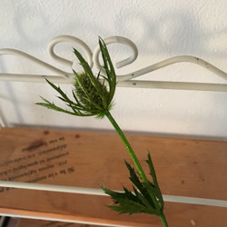 キラキララメ付きエリンジュームグリーン❣️ハーバリウム花材プリザーブドフラワー 2枚目の画像