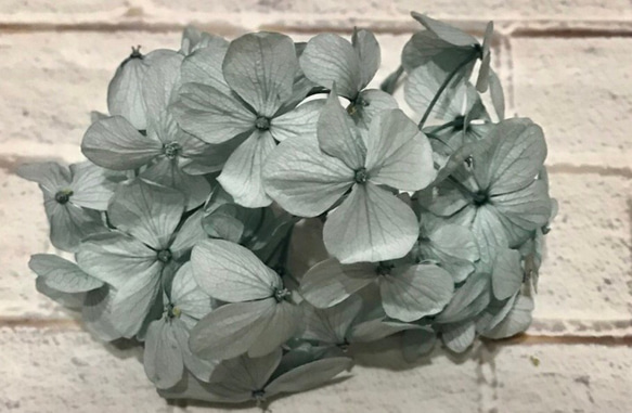アンデス紫陽花ミストグリーン小分け❣️ハーバリウム花材プリザーブドフラワーアジサイ 1枚目の画像