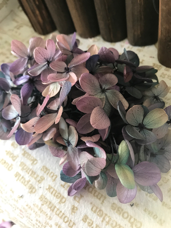 珍色パープルバイカラー紫陽花小分け❣️ハーバリウム花材プリザーブドフラワー 3枚目の画像