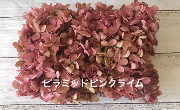 大地農園寒色系ピラミッドピンクライムアジサイ小分け❣️ハーバリウム 