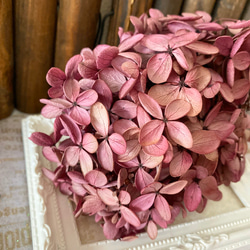 珍色アジサイモカベリーバイカラー小分け❣️ハーバリウム花材プリザーブドフラワー 2枚目の画像