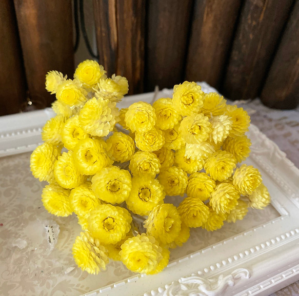 大地農園イモーテルイエロー小分け❣️ハーバリウム花材プリザーブド