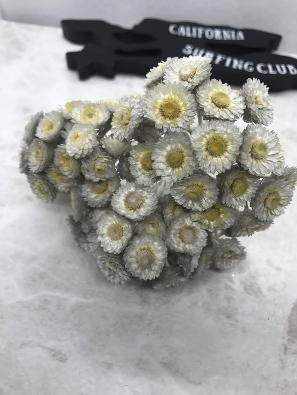 東北花材イモーテルグレー小分け❣️ハーバリウム花材プリザーブドフラワー 1枚目の画像