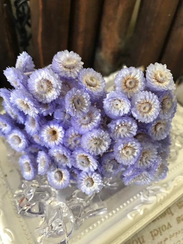 東北花材パープリッシュブルーイモーテル小分け❣️ハーバリウム花材プリザーブドフラワー 1枚目の画像
