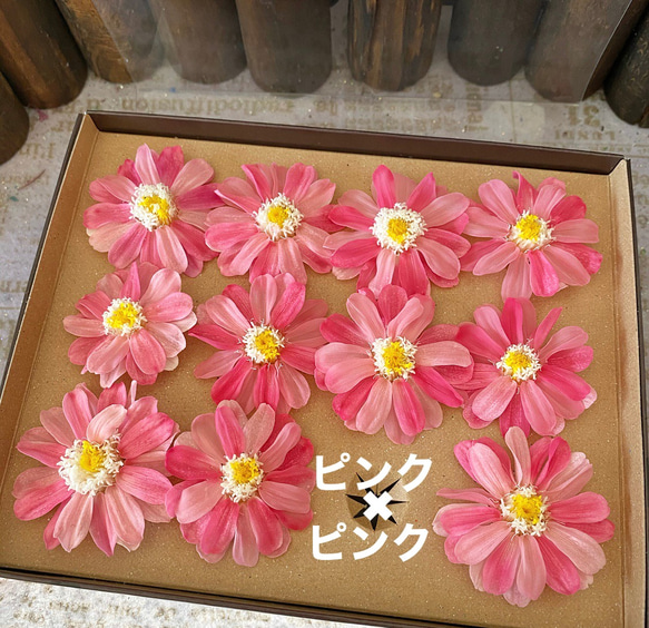 アレンジ加工ジニア一輪販売❣️ハーバリウム花材プリザーブドフラワー 1枚目の画像
