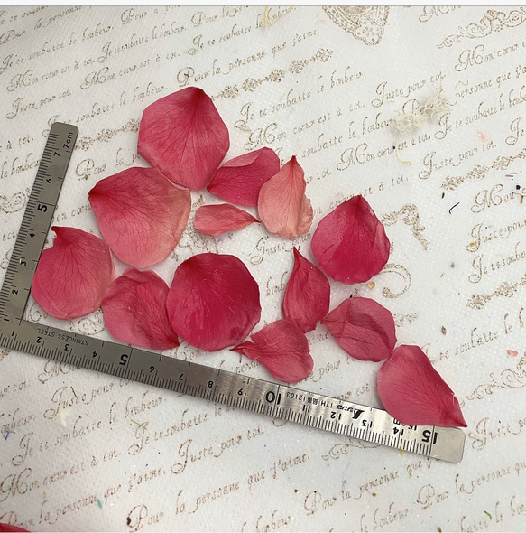 プリザーブドフラワーローズ花びら販売❣️Lサイズ✨ハーバリウムレジンアクセサリーパーツ 2枚目の画像