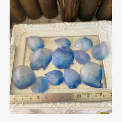 ローズサクラローズグラデーションアレンジ加工花びら販売❣️ハーバリウム花材プリザーブドフラワー 2枚目の画像