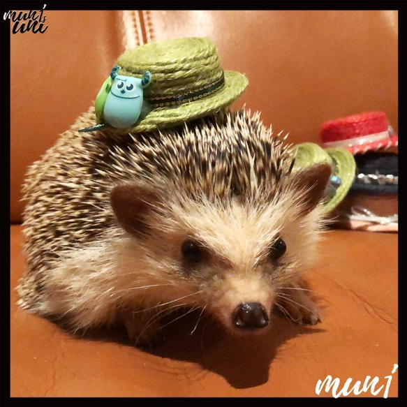 【mun1's uni】ハリネズミの帽子（ベージュ キャップ） 5枚目の画像