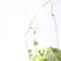 【森林邂逅】綠色/永生花/不凋花/透明鐘罩 第3張的照片
