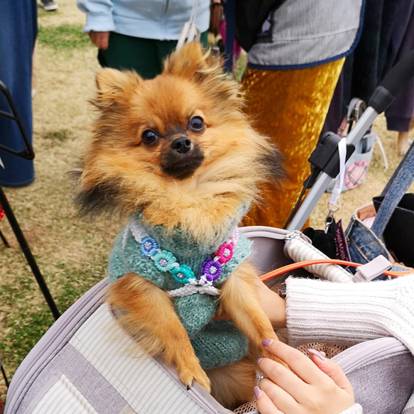 チワワのハーネスのみ お花付き かわいいパラコード リード 犬のリード 小型犬用 おそろい ちわわ ハーネス Ｓ＋サイズ 2枚目の画像