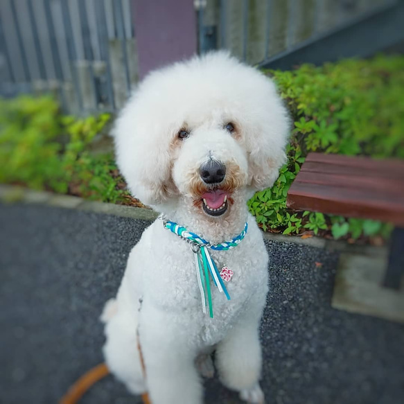 大型犬飾り首輪アミーゴNO①　インスタ用　ヒラヒラ　 2枚目の画像