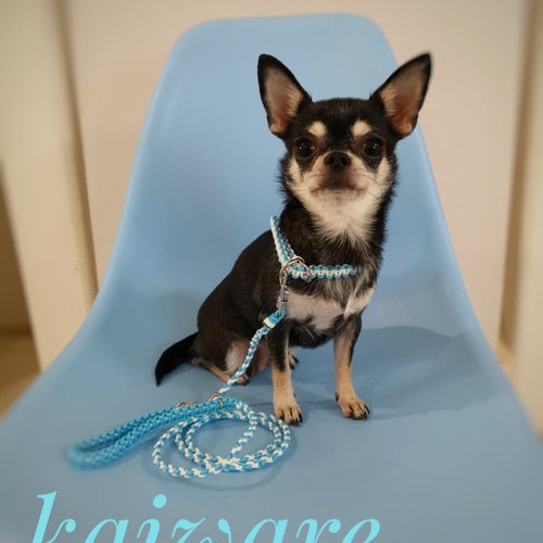 かわいいパラコード リード 首輪セット小型犬用】③水色×ホワイト