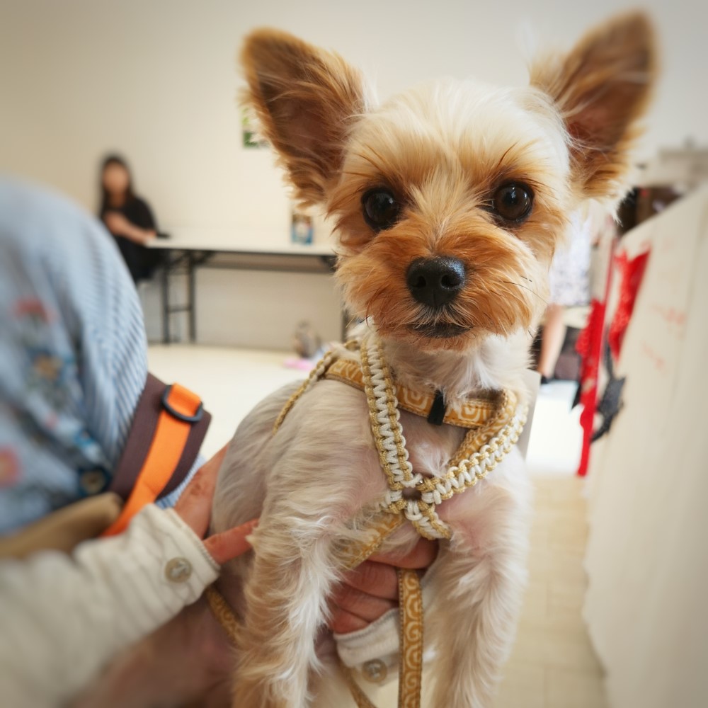 チワワのハーネス かわいいパラコード リード 犬のリード 小型犬用 おそろい ちわわ おススメハーネス&リード Ｓサイズ