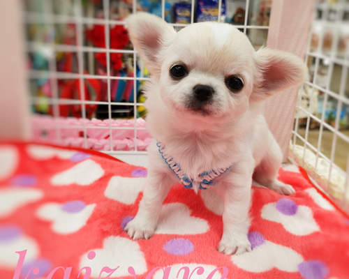 1_d5092245d1616fa1024ae3e1d14d