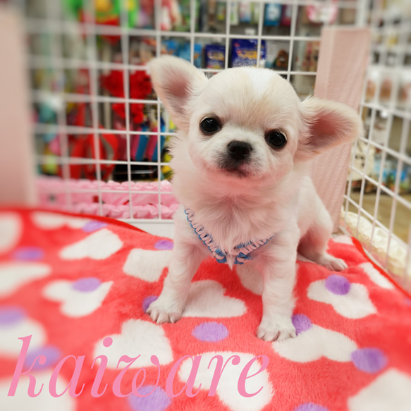 子犬用のハーネス かわいいパラコード ちわわのおススメハーネス