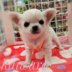 子犬用のハーネス かわいいパラコード ちわわのおススメハーネスのみ　SＳサイズ　ホワイト×ピンク 2枚目の画像