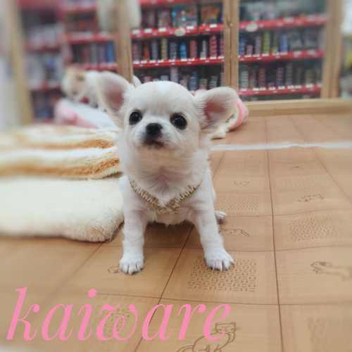 子犬用のハーネス かわいいパラコード ちわわのおススメハーネスのみ