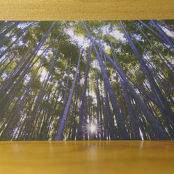 [ストーリーはがき2019]嵐山竹林 1枚目の画像