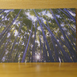 [ストーリーはがき2019]嵐山竹林 7枚目の画像
