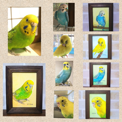 インコ　絵画 水彩画 仲良しセキセイインコ 絵画 makochin 通販 15282232