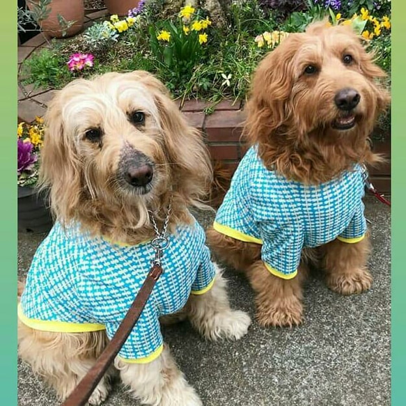 大型犬服 ラグランTシャツ 【専用】 ラグランTシャツの作り方