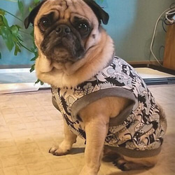 まーちゃん様の専用　ハンドメイドの犬服　フレブル まーちゃん様の専用 ハンドメイドの犬服 フレブル