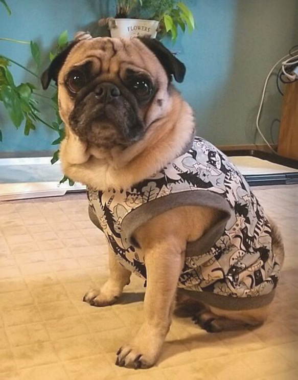 ぼんぼんさま専用　フレブル服　ハロウィン柄タンクトップ　ハンドメイド ぼんぼんさま専用 フレブル服 ハロウィン柄タンクトップ