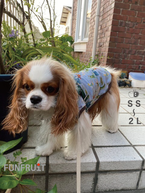 SS～2L】【オランダ製 生地】 ピーターパン Tシャツ《ミズイロ》 小型