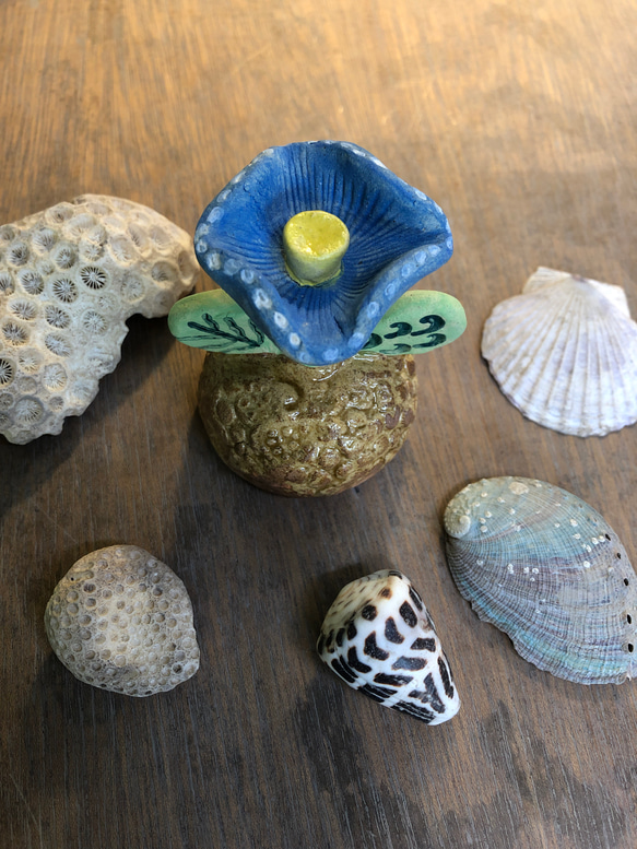 貝の置物 楽天市場】貝殻 オブジェの通販