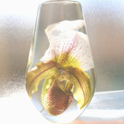 ナチュラルハーバリウム Flower drop 花の滴 パフィオ 1枚目の画像
