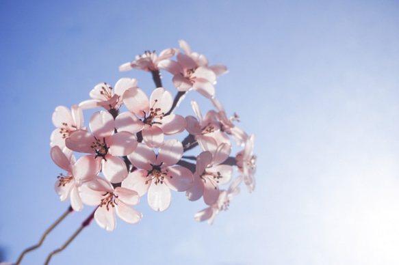 桜の枝かんざし 1枚目の画像