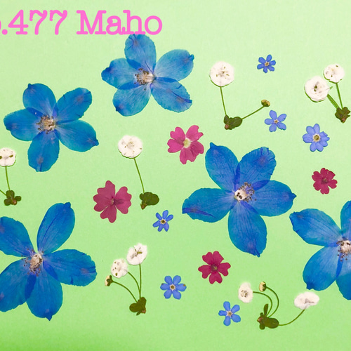 ♡押し花素材♡デルフィニウム、バーベナ、勿忘草、しじみ花
