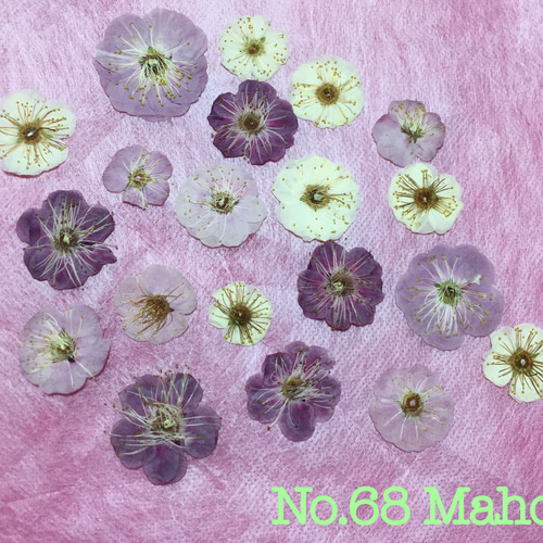 押し花詰め合わせ 花材 Koharubiyori（花材ポロポロ プリザーブド  