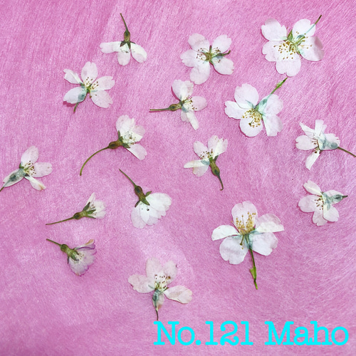 ♡押し花素材♡桜、ユキヤナギ♡ その他素材 Maho♡押し花素材 