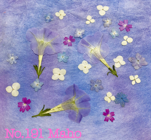 ♡押し花素材♡ペチュニア、紫陽花、バーベナ♡ その他素材 Maho  