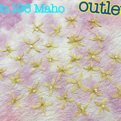 ♡outlet♡押し花素材♡仙人草♡ 2枚目の画像